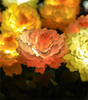 Luz solar colorida de la flor de la baja tensión de la peonía para el banquete de boda